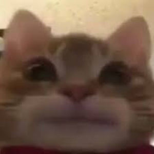 Meet your Posher, Martin